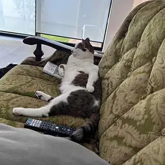 休日のお父さんすぎるネコ　　ねこじさん