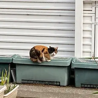 タネまきする猫すぎるネコ　　まるこさん