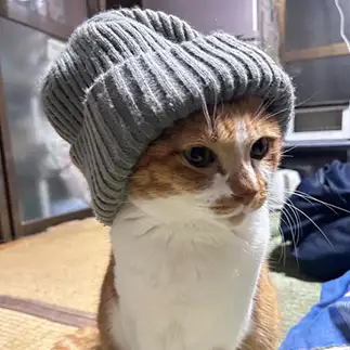 帽子が似合いすぎるネコ　　茶太吉猫さん