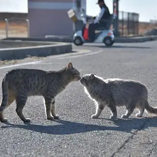 路チューすぎるネコ　　ままめろんさん