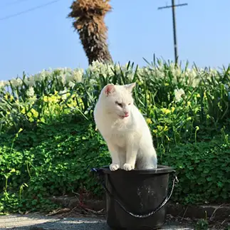 露天風呂が最高すぎるネコ　　土居　一彦さん