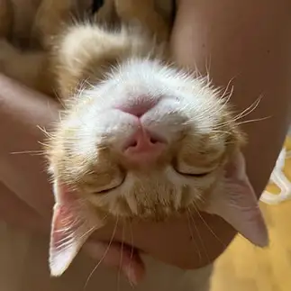腕の中が気持ち良すぎるネコ　　かすみ草さん