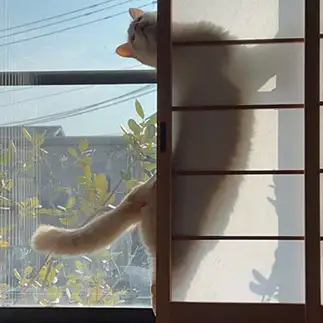 ねーねー、ちゃんと見てるー？すぎるネコ　　にゃーさん