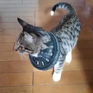 食いしん坊すぎるネコ　　かほる子さん