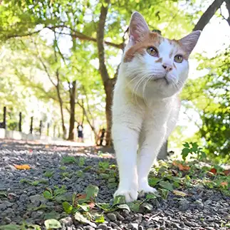 謎の二足歩行生物すぎるネコ　　仙城　彩漓さん