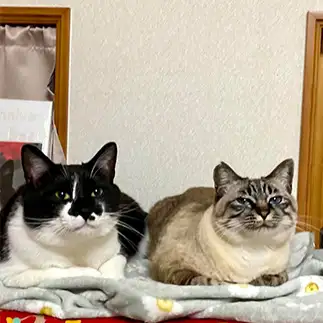 親子で妄想しているのが顔に出すぎるネコ　　ＧＲＥＥＮＣＡＴさん