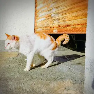 我々には見えない壁にマーキングしすぎるネコ　　猫山油猫丸さん