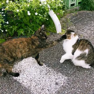 顔にめり込みすぎるネコ　　菊月江さん