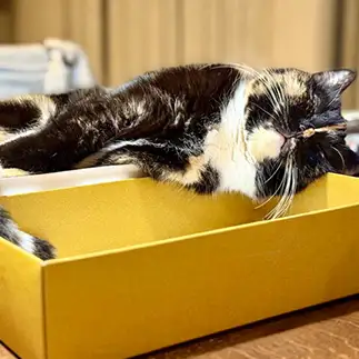 箱の縁を枕にして寝すぎるネコ　　カジハラさん