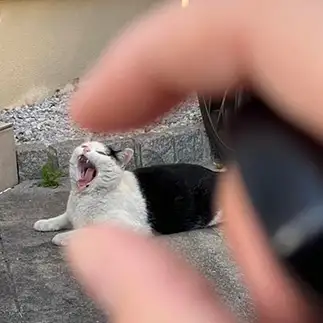 軽い抵抗すぎるネコ　　えいこ８さん