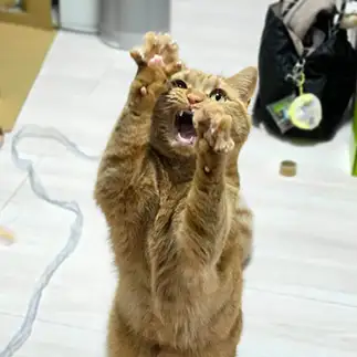 あぁ神よお恵みよすぎるネコ　　まもさん