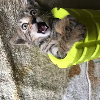 ビックリしすぎるネコ　　ここちゃさん