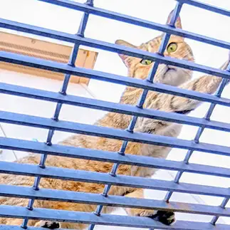監視されているっ…スパイ大作戦すぎるネコ　　猫山油猫丸さん