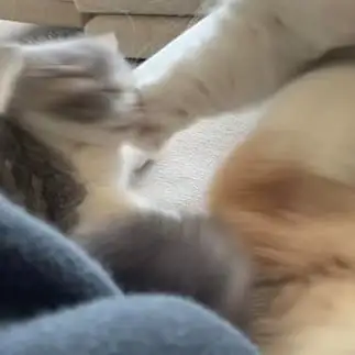 ＫＯの瞬間すぎるネコ　　なおどらさん