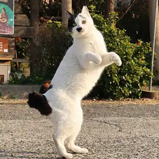 キツネダンスすぎるネコ　　土居　一彦さん