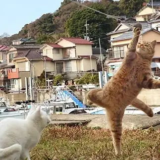 ファインプレーすぎるネコ　　土居　一彦さん