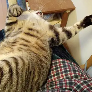 うわー、なだれていくぅすぎるネコ　　こいけしきさん