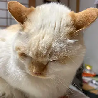 弱そうなヨーダすぎるネコ　　にゃーさん