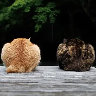 ○○すぎるネコ　　おげんちゃんさん