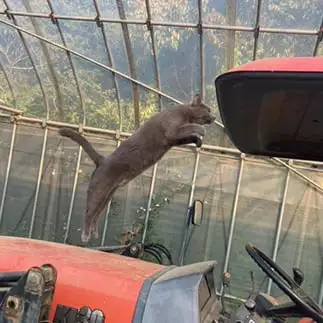 マイカーに飛び乗りすぎるネコ　　なんなさん