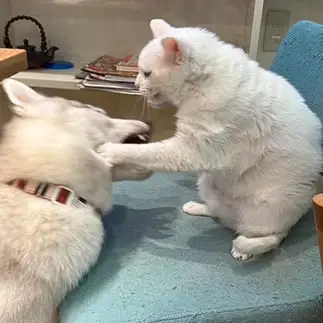 猫パンチうますぎるネコ　　さらさらさん