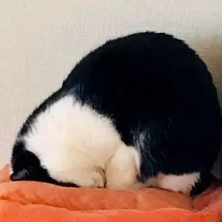 ゴメン寝が完璧すぎるネコ　　なぎさん