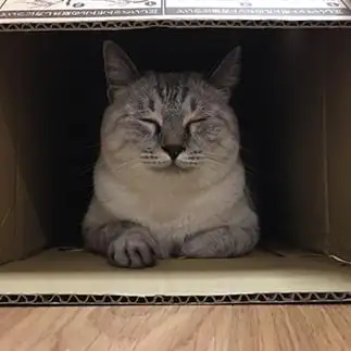祠の中に鎮座する猫神様すぎるネコ　　五島潮さん