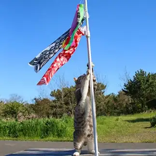 鯉のぼり設置完了！すぎるネコ　　おいにゃんさん