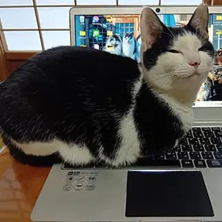 遊んでくれないとどかないもんすぎるネコ　　おいにゃんさん