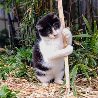 もうだめにゃん…疲労困憊お疲れすぎるネコ　　猫山油猫丸さん