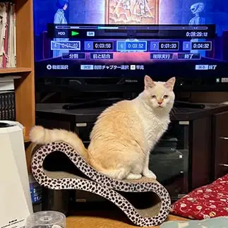 なんか違うやろすぎるネコ　　にゃーさん