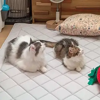 シンクロしすぎるネコ　　みーやんかーちゃんさん