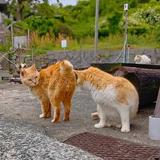 あのな…ごめん…屁…こいてしもた…すぎるネコ　　猫山油猫丸さん
