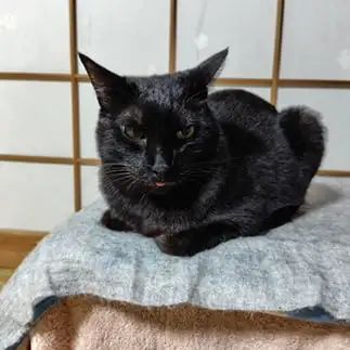 男前なのにベロ出すぎるネコ　　こいけしきさん