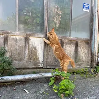 戸締りに抜かりなさすぎるネコ　　ぴよえもんさん