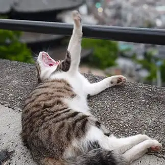 張り切って返事に応えすぎるネコ　　ｔ．ｔａｋａｈａｒｕさん