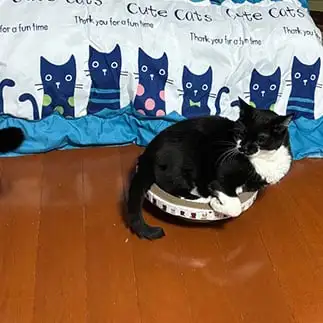 猫に見られすぎるネコ　　ぼんママさん