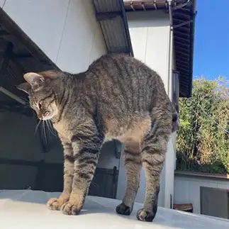 青空に向かって　のび～すぎるネコ　　なんなさん