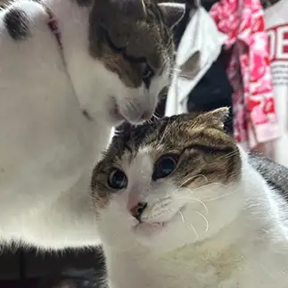 兄弟の怒りを耐えすぎるネコ　　ひーこさん