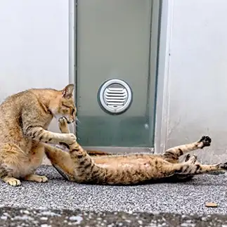 整体中に激痛がっ…悶絶のあまり伸びーすぎるネコ　　猫山油猫丸さん