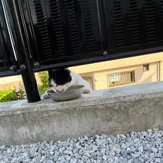 立ち食いすぎるネコ　　えいこ８さん