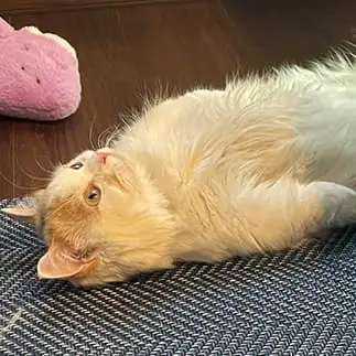 虚無すぎるネコ　　まよさん