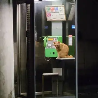 連絡待ちすぎるネコ　　おおしまちいきねこさん