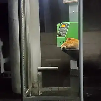 誰かからの電話を待ちすぎるネコ　　おおしまちいきねこさん