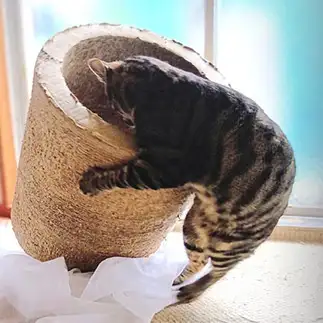 うおりゃあっ！　巨大爪研ぎ器ぶん投げすぎるネコ　　猫山油猫丸さん