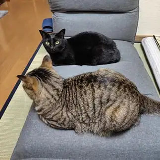お父さんの座椅子占領しすぎるネコ　　こいけしきさん