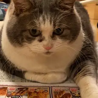 物価高騰気にしすぎるネコ　　ラムさん