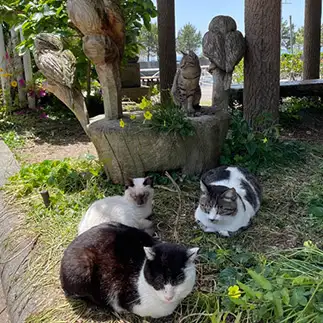 鬼が諦めるほど隠れん坊のプロすぎるネコ　　ぴよえもんさん