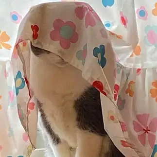 身バレ防止しすぎるネコ　　ぎんさん