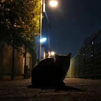 謎の黒幕すぎるネコ　　仙城　彩漓さん